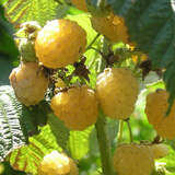 Rubus idaeus 'Good as Gold' - Gelbe Zwerg-Himbeere