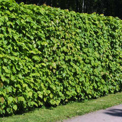 Hecken - 27 - Aktionen von Gartenheckenpflanzen. Von der Immergrünen Hecke bis zur Blütenhecke. (-9990)
