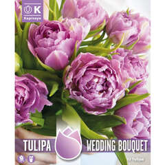 Gefülltblütig (Tulpen) - 8 (100)