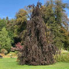 Alle Formen - 241 - Die Übersicht über das gesamte Sortiment der Laubbäume als Garten- Parkbaum… (1001)