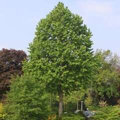 Laubbäume - 216 - Entdecken Sie die bunte Welt der Laubbäume und Ginkgos. (1005)