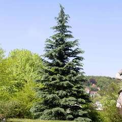 Nadelbäume - 227 - Nadelbäume (Koniferen) von der Zierhecke bis zum großen Baum. (1006)