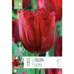 Gefranstblütige (Tulpen) - 4 (101)