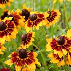 Blumenpflanzen - 1132 - Finden Sie hier die passenden Blumenpflanzen für Ihren speziellen Standort. (1010)