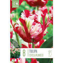 Papagei (Tulpen) - 3 (103)
