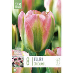 Viridiflora (Tulpen) - 1 (104)