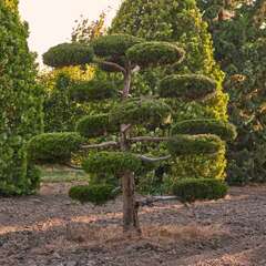 Growing Art Collection - Große Solitärgehölze - 21 - Jeder Baum in dieser Sammlung ist ein… (1100)