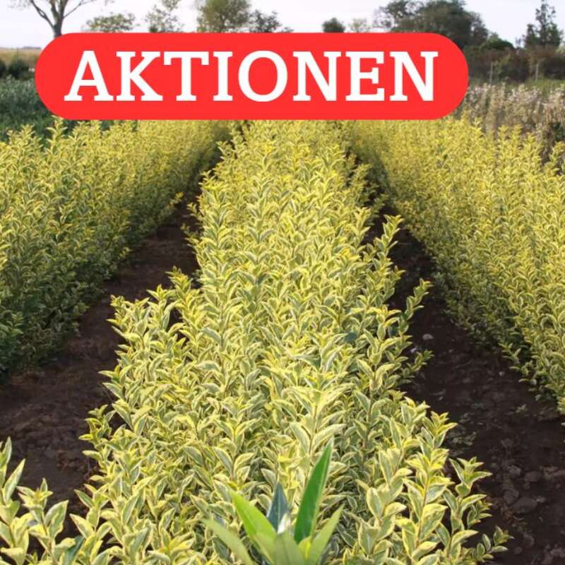 Praskac Das Pflanzenland