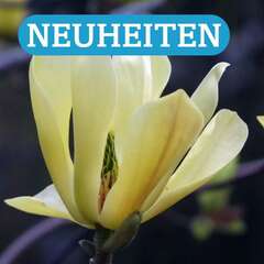 Neuheiten - 242 - Neuheiten bei Pflanzen in Österreich für Ihren Garten, Terrasse und Balkon. (142)