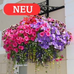Balkonblumen - 16 - Wir versenden die kräftigen Balkon- und Sommerblumen im 12 cm Topf, (197)