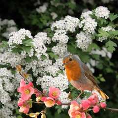 Vogelnährgehölz - 301 - Vogelnährgehölz, dient zum Schutz und als Futterquelle für die Vogelwelt. (2006)