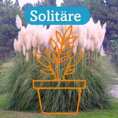 Solitär Stauden im großen 19 cm Topf - 87 - Blütenstauden Solitäre mit extra große Pflanzen im… (2020)