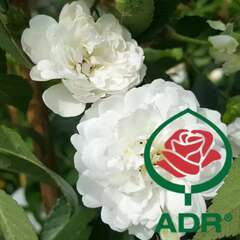 ADR Rosen - 15 - ADR-Rosen tragen das begehrte Qualitätssiegel und zählen zu den robustesten… (2025)
