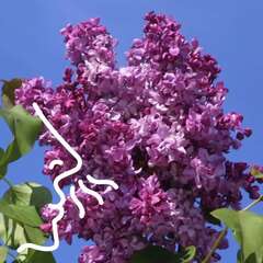 Duftende Sträucher - 85 - Duftende Sträucher vereinen üppige Blütenpracht mit angenehmen, oft… (2027)