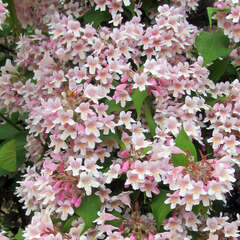 Blütenhecke - 189 - Abwechslungsreich, farbenfroh, langblühend - Blütenhecken schaffen Gartenräume. (36)
