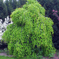 Hängeform - 22 - Mit hängende Asten oder hängender Krone sind in der Gartenarchitekur unersätzlich (48)