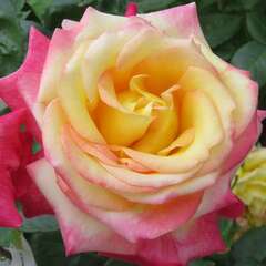 Rosen - 312 - Die Königin der Blumen in ihrer ganzen botanischen Vielfalt. (6)
