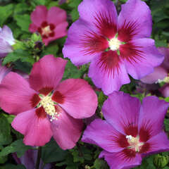 Hibiscus, Eibisch - 20 - Hibiscus oder Garteneibisch blüht den ganzen Sommer hindurch. (67)