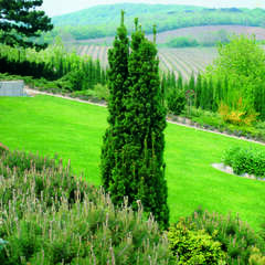 Säulenform - 27 - Säulenförmige Nadelgehölze bringen einen Hauch Toscana in Ihren Garten. (83)