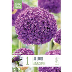 Allium - 17 (86)