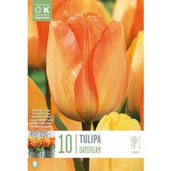 Tulpen - 65 - Die kostbaren Tulpenzwiebeln in Top-Qualität und riesiger Vielfalt. (91)