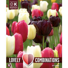 Mischungen (Tulpen) - 16 (97)