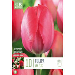 Langstielige (Tulpen) - 14 (98)