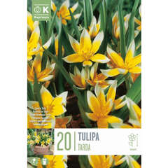 Kurzstielige/botanische (Tulpen) - 7 (99)