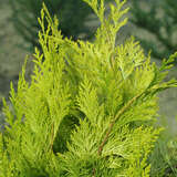 Chamaecyparis lawsoniana 'Stardust' - Goldzypresse