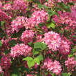 Ribes sanguineum 'King Edward VII': Bild 1/5