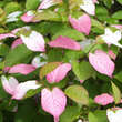 Actinidia kolomikta: Bild 1/6