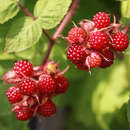 Rubus phoenicolasius - Japanische Weinbeere