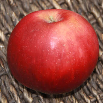 Malus domestica 'Himbeerapfel von Holowaus'