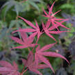 Acer palmatum 'Atrolineare': Bild 1/2