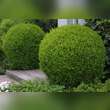 Buxus sempervirens: Bild 14/15