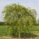 Carpinus betulus 'Pendula' - Hänge-Hainbuche