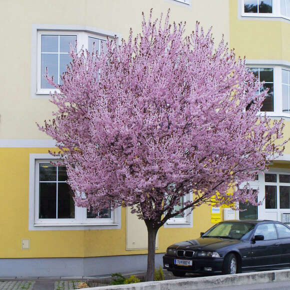 Prunus cerasifera 'Nigra': Bild 5/9 Prunus cerasifera 'Nigra': Bild 5/9