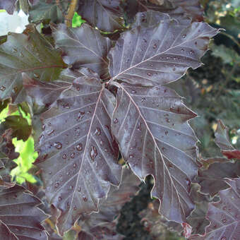 Fagus sylvatica 'Rohan Obelisk'