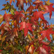 Liquidambar styraciflua 'Moraine': Bild 1/1