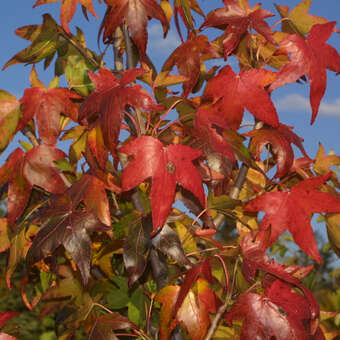 Liquidambar styraciflua 'Moraine'