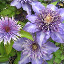 Clematis 'Multi Blue' - Waldrebe, Großblumige Garten-Clematis