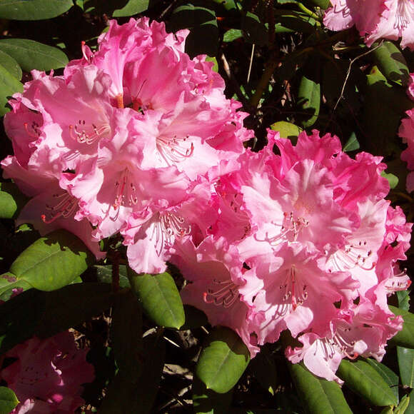 Rhododendron Yakusimanum Hyb. rosa: Bild 1/5 Rhododendron Yakusimanum Hyb. rosa: Bild 1/5