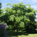 Zelkova serrata 'Vulkan' - Zelkove