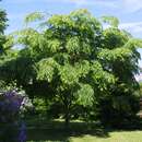 Zelkova serrata 'Vulkan' - Zelkove
