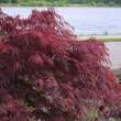 Acer palmatum 'Garnet': Bild 1/5
