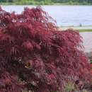 Acer palmatum 'Garnet' - Roter Schlitzahorn