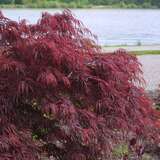 Acer palmatum 'Garnet'        H 80+ - Roter Schlitzahorn