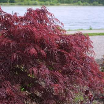 Acer palmatum 'Garnet'