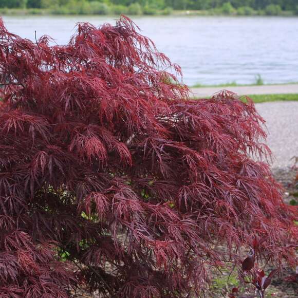 Acer palmatum 'Garnet' H125+: Bild 1/5 Acer palmatum 'Garnet' H125+: Bild 1/5