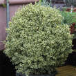 Buxus semp. 'Argenteovariegata': Bild 4/4